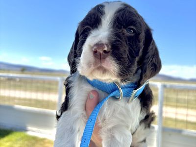 AKC English Springer Spaniels