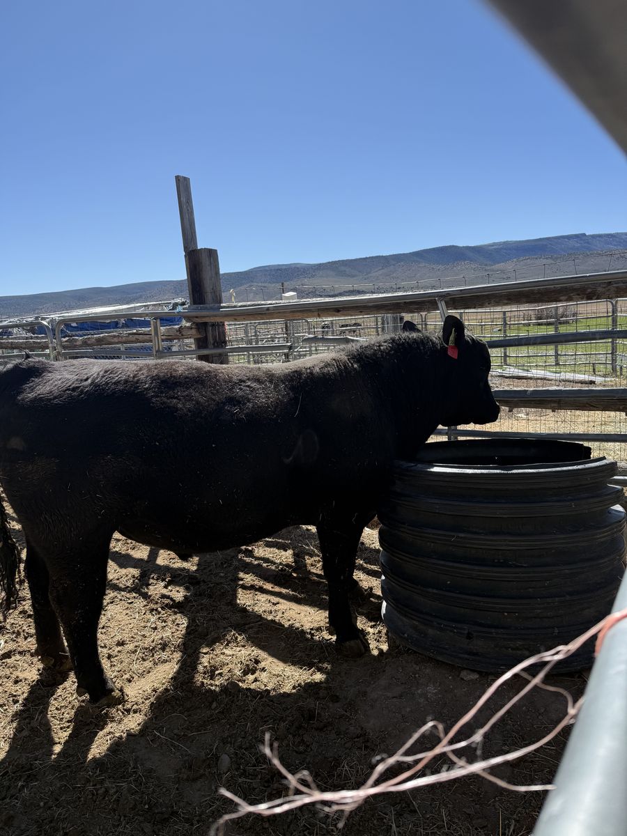 Calving ease black angus yearling bull