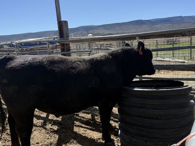 Calving ease black angus yearling bull