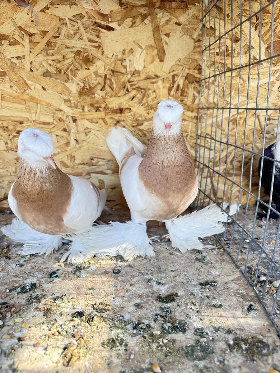 Pigeon