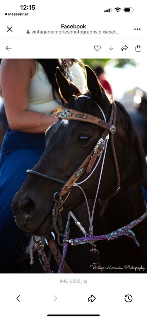 Amazing 13 Yr Old Mare