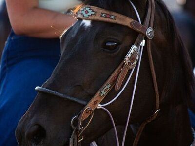 Amazing 13 Yr Old Mare