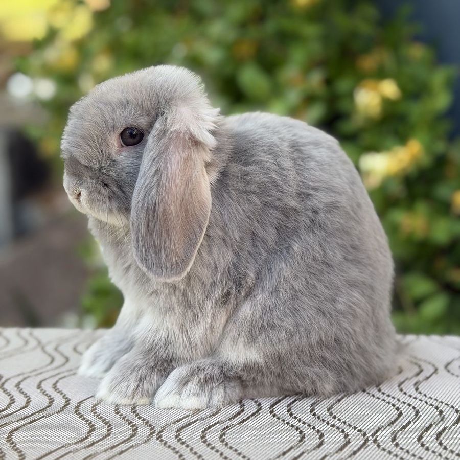 Holland Lop Buck