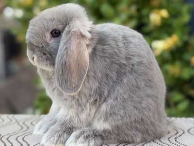 Holland Lop Buck