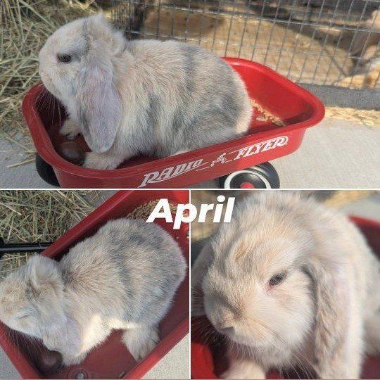 Holland Lop Doe's bunny rabbit