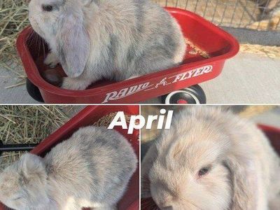 Holland Lop Doe's bunny rabbit