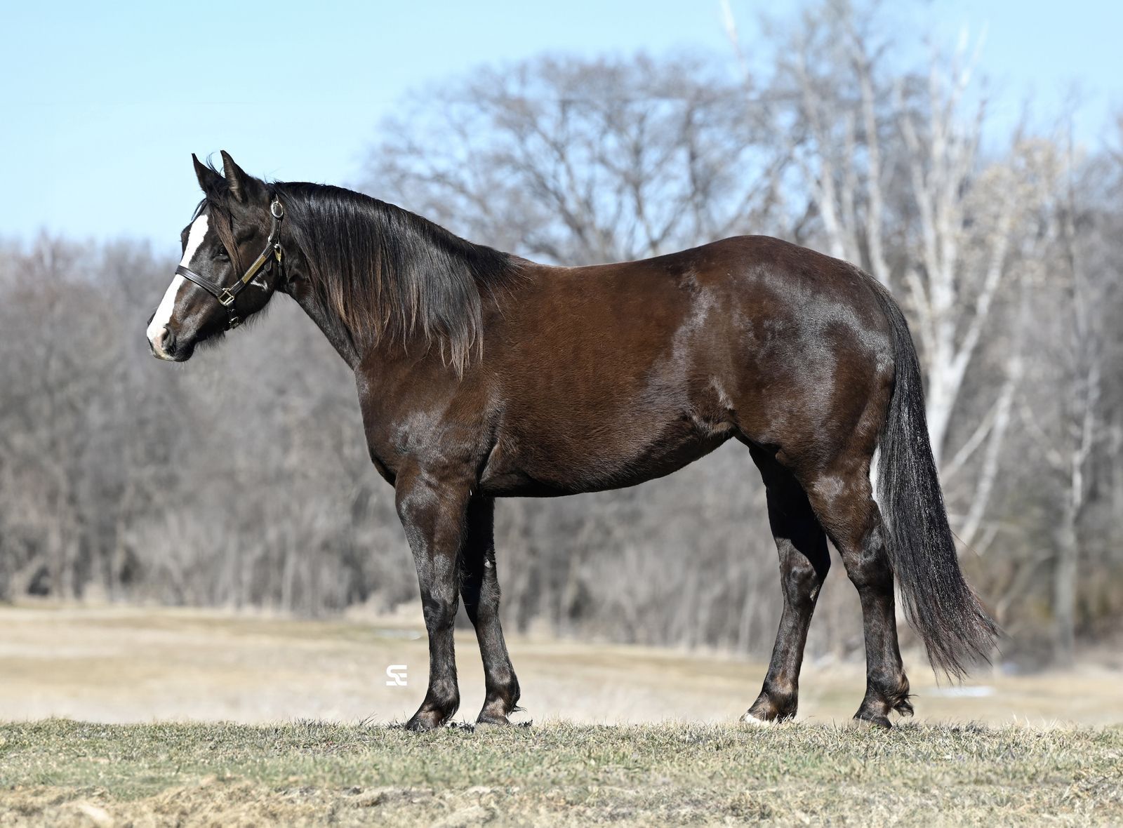 𝗚𝗢𝗥𝗚𝗘𝗢𝗨𝗦 𝗥𝘂𝗻 𝗫 𝗖𝗼𝘄 𝗖𝗿𝗼𝘀𝘀 - 𝗙𝗼𝗿 𝘁𝗵𝗲 𝗪𝗛𝗢𝗟𝗘 𝗙𝗮𝗺𝗶𝗹𝘆!