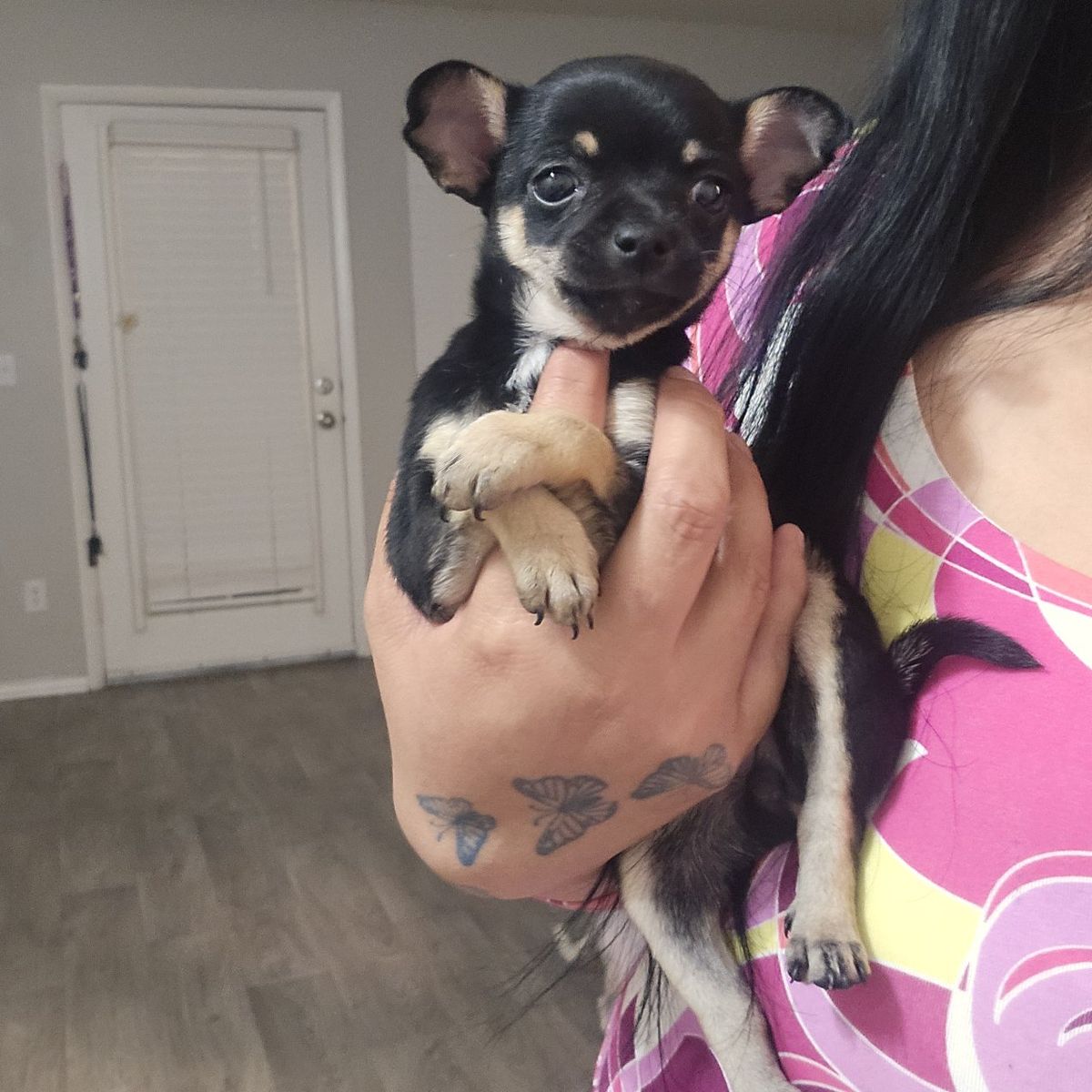 chihuahua puppies