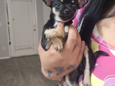 chihuahua puppies