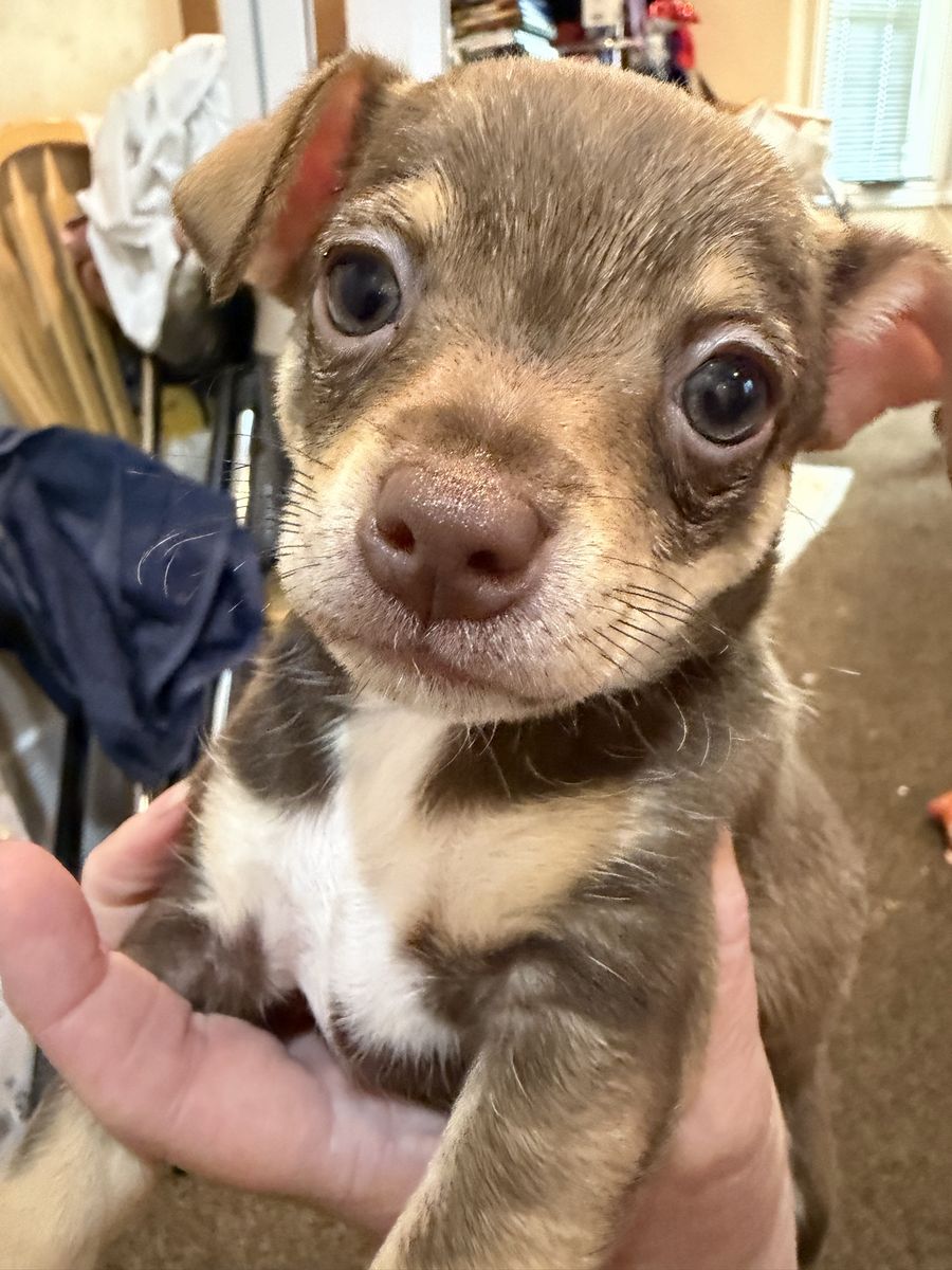 Tea cup Chihuahua puppies