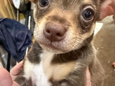Tea cup Chihuahua puppies