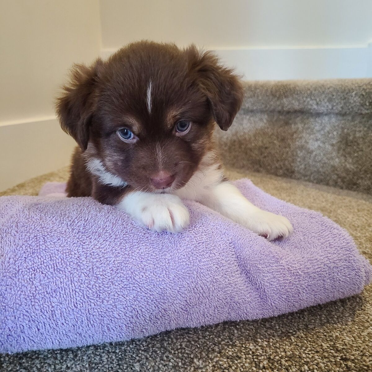 -PRICE DROP- Mini Australian Shepherd