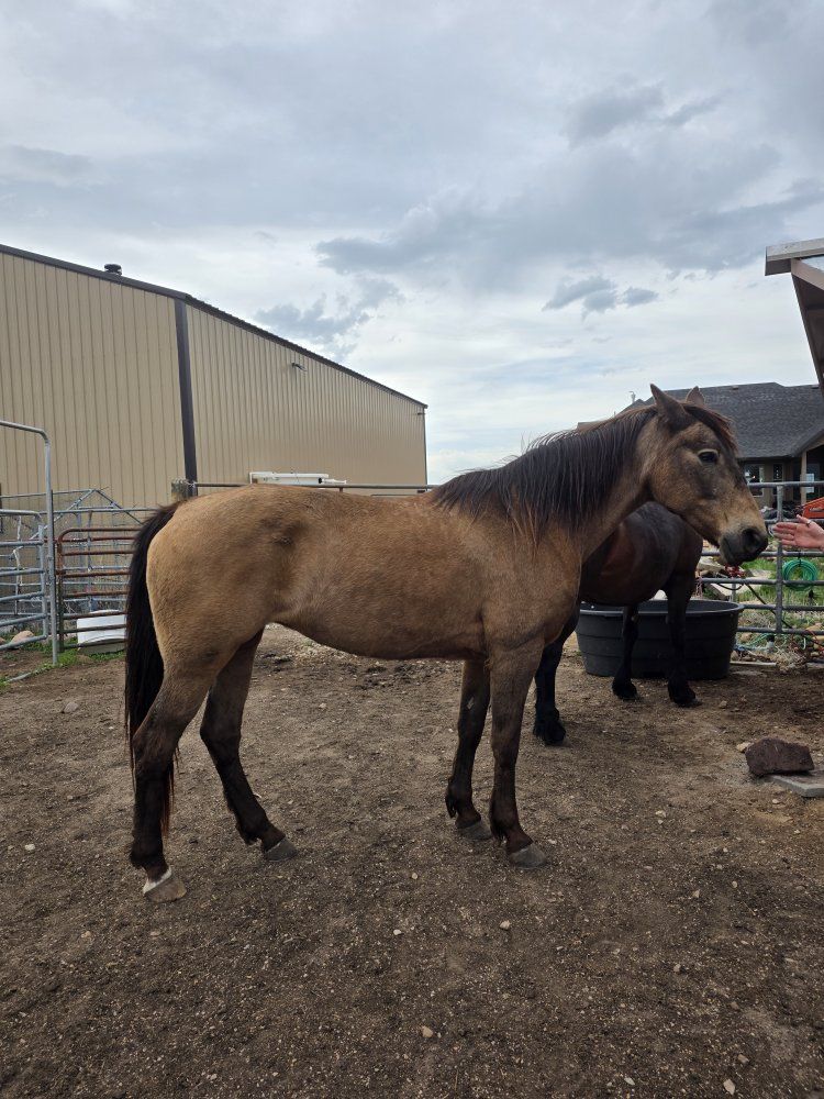 Gaited Kentucky Mountain Horse 14 yr Mare