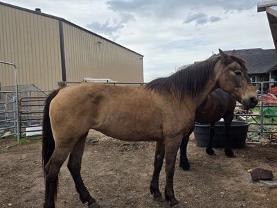 Gaited Kentucky Mountain Horse 14 yr Mare