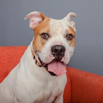 Hello my name is Fitz