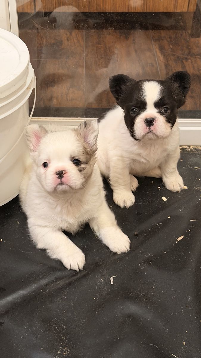 Fluffy French Bulldog Puppies AKC