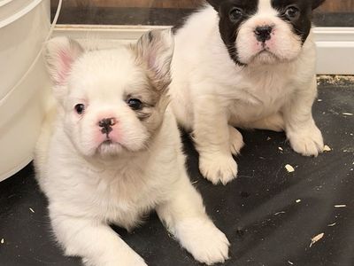 Fluffy French Bulldog Puppies AKC