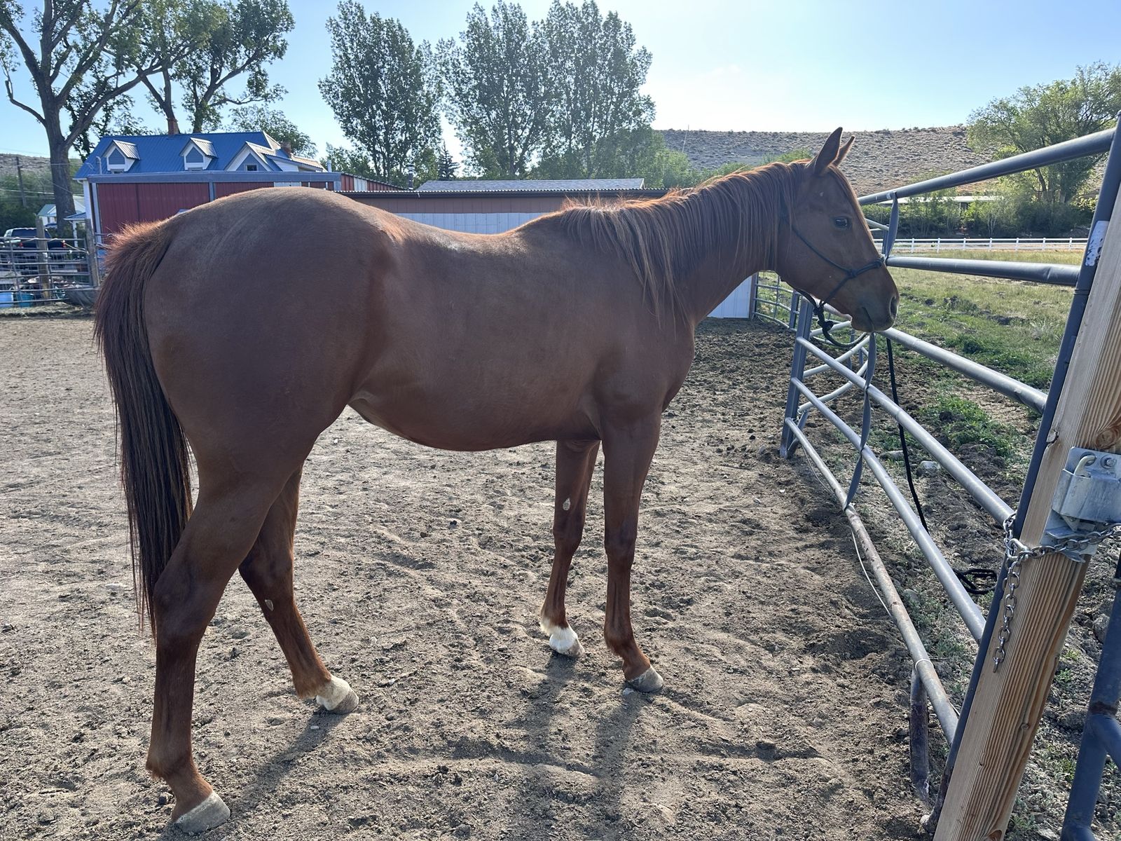 2024 Filly