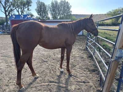 2024 Filly