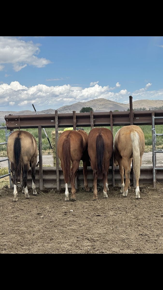 Yearling colts