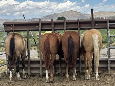 Yearling colts