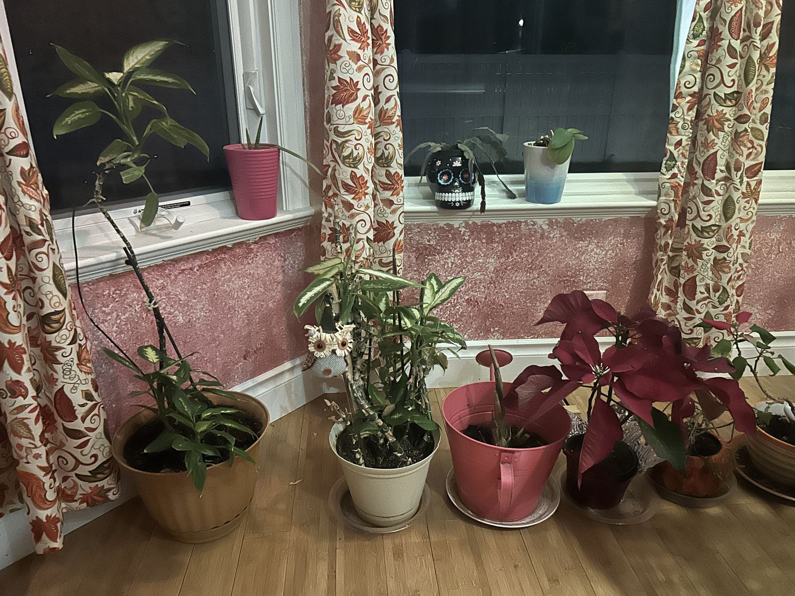Healthy Plants for sale: tell me which one you would like