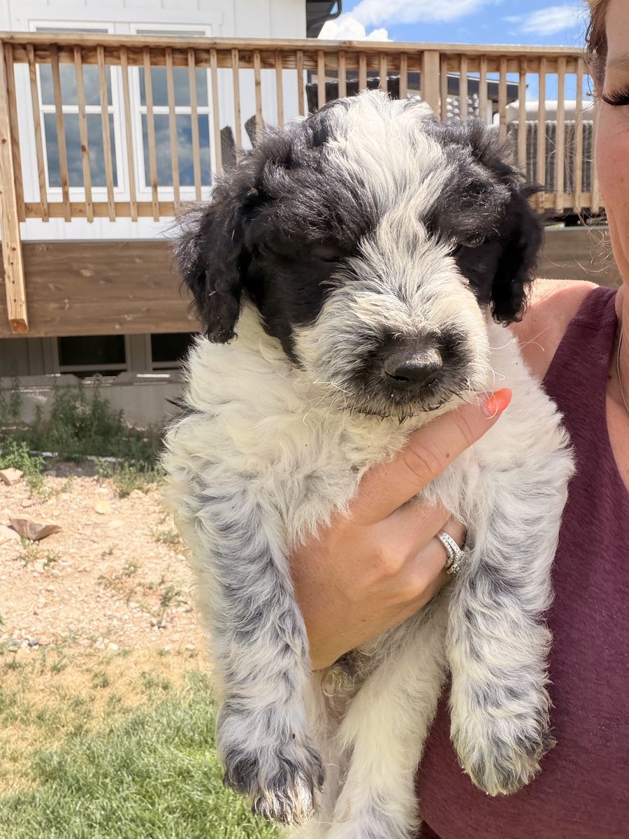 Free!! Adorable Puppies Looking for Loving Homes