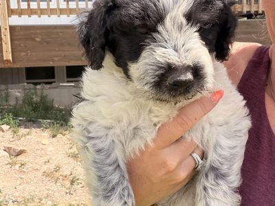 Free!! Adorable Puppies Looking for Loving Homes