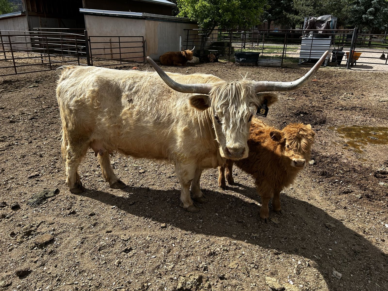 Highland pair