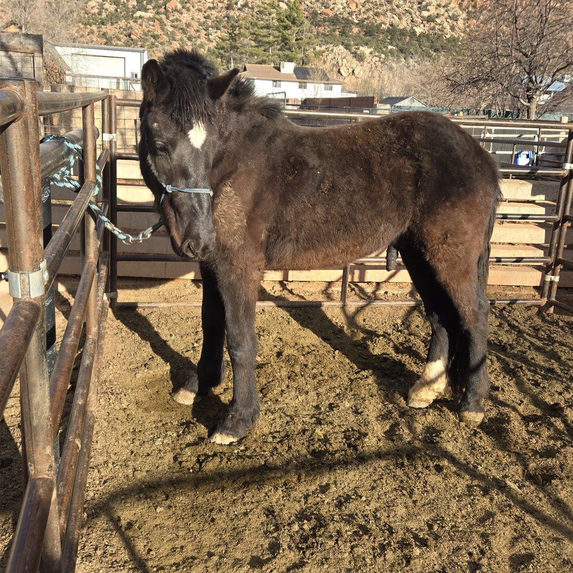 Mustang draft mix horse