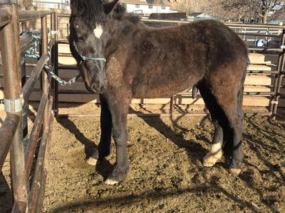 Mustang draft mix horse