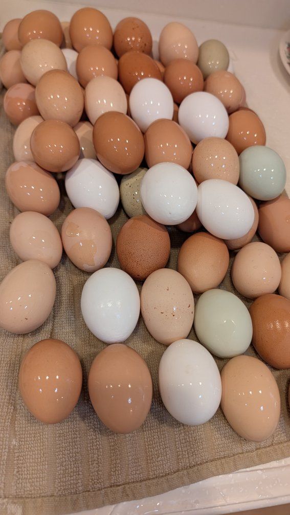 farm fresh eggs