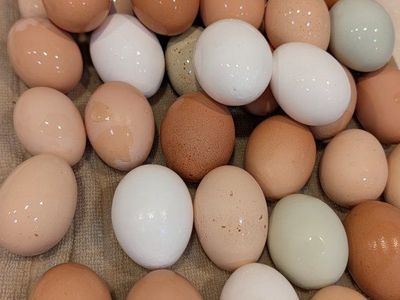 farm fresh eggs