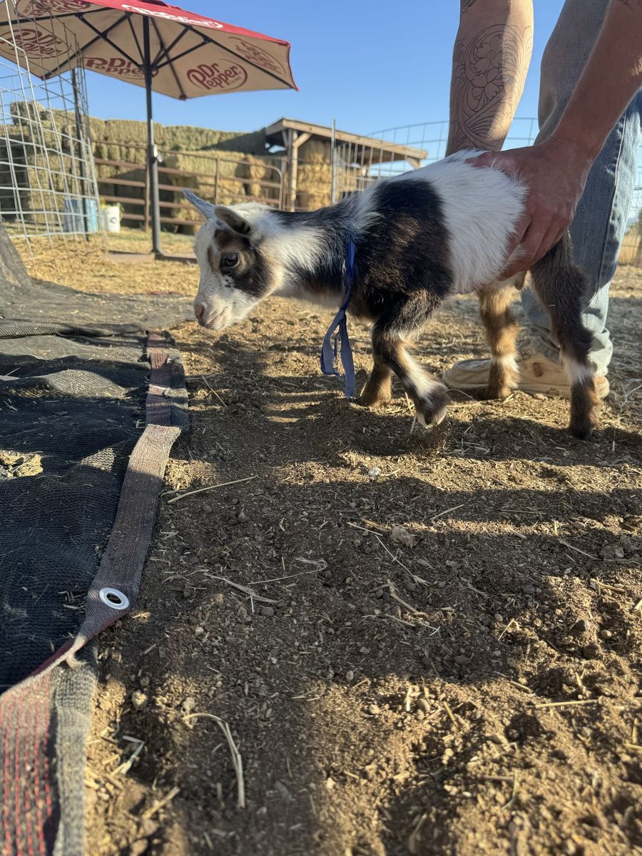 Nigerian dwarf buckling & doeling