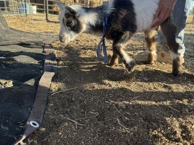Nigerian dwarf buckling & doeling