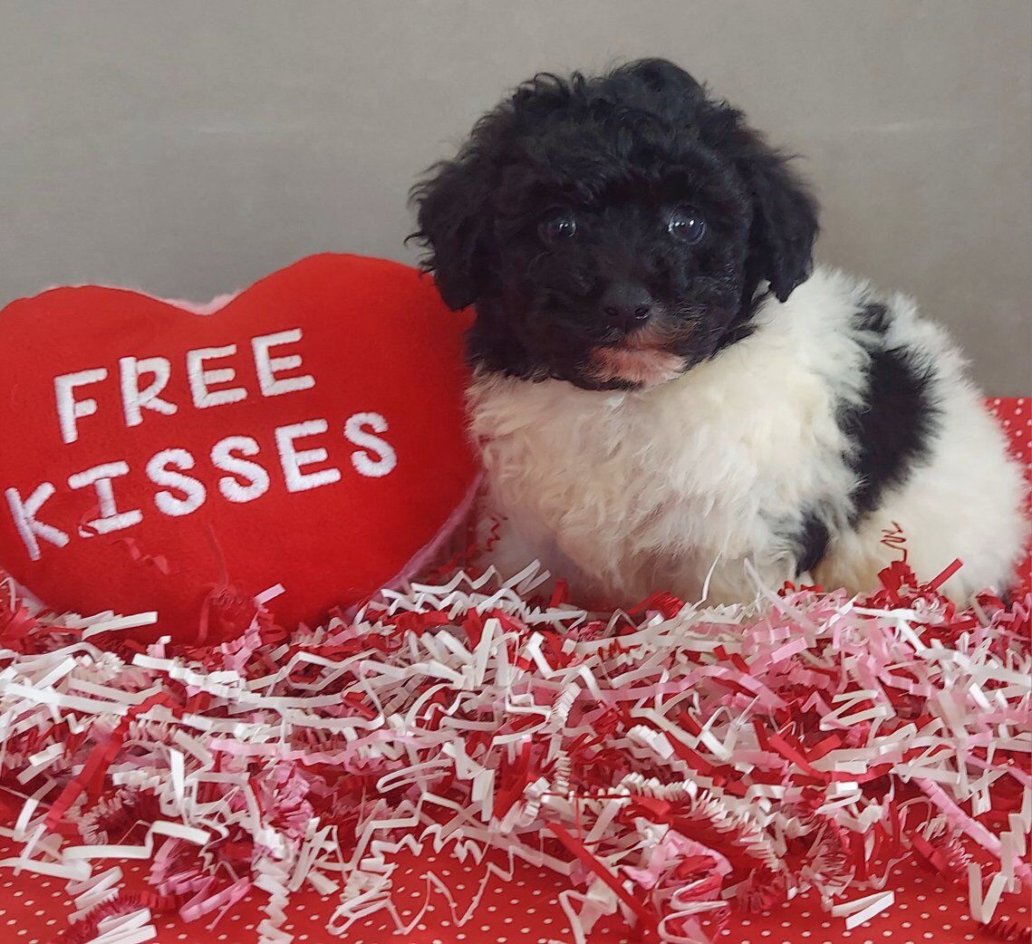 Beautiful Poochon Puppies