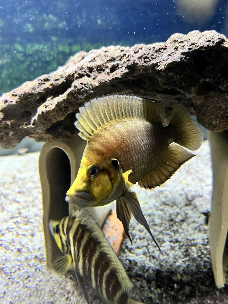 Altolamprologus Compressiceps Kantalamba