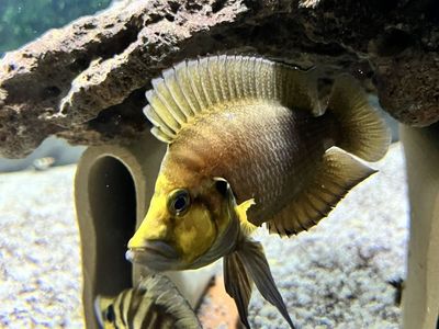 Altolamprologus Compressiceps Kantalamba