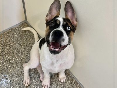 Hello my name is Did