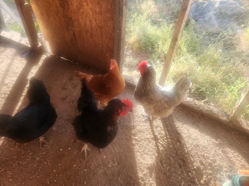 Hens for sale