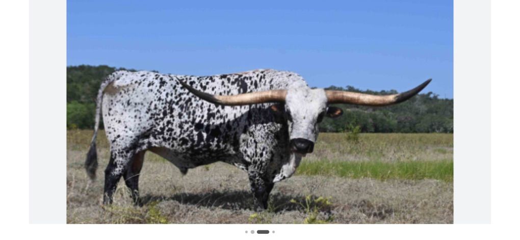 ISO Longhorn Bull