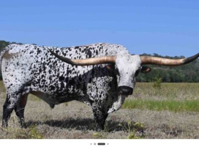 ISO Longhorn Bull