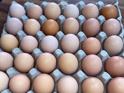 chicken eggs for hatching or eating