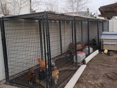 coop, run, 8 chickens