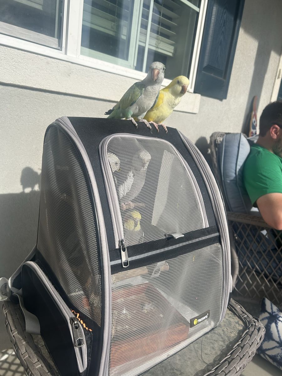 Proven bonded pair of Quaker Parrots