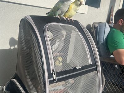 Proven bonded pair of Quaker Parrots