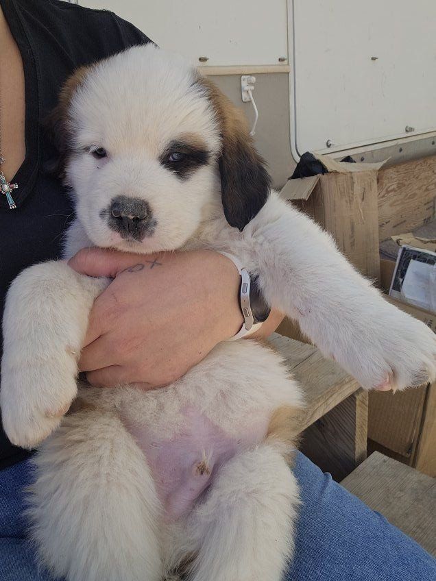St Bernard Puppies