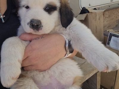St Bernard Puppies