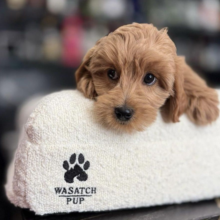 Incredible Mini Goldendoodle Puppies