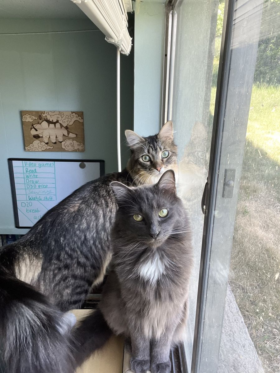 Adorable cat duo: Suki and Gigi
